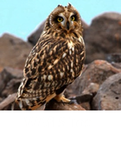 WAfLS Tool