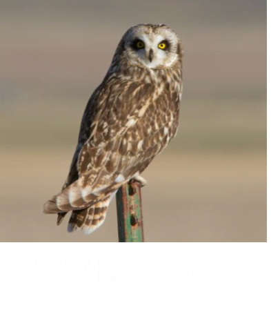 WAfLS Contact