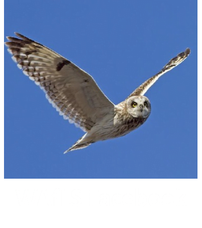 WAfLS Facebook