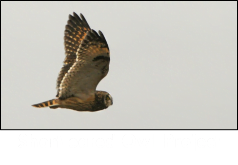 Short-eared Owl Project