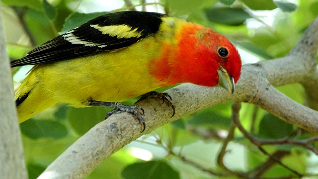 Western Tanager