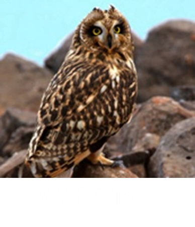 WAfLS Tool