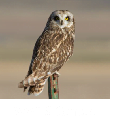WAfLS Contact